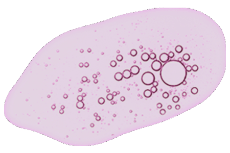 Kolagen Peptide Ikan
